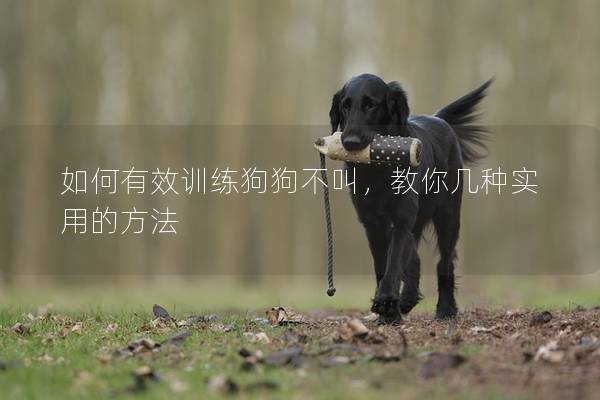 如何有效训练狗狗不叫，教你几种实用的方法