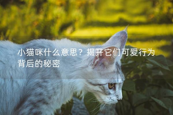 小猫咪什么意思？揭开它们可爱行为背后的秘密
