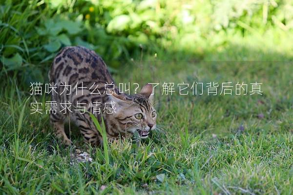 猫咪为什么总叫？了解它们背后的真实需求与情感