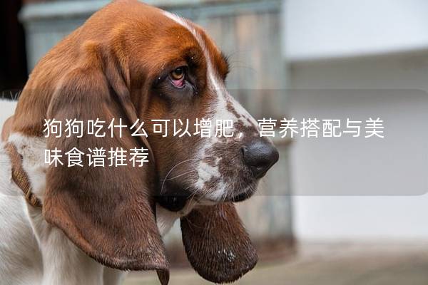 狗狗吃什么可以增肥，营养搭配与美味食谱推荐