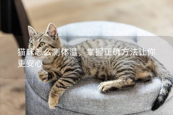 猫咪怎么测体温，掌握正确方法让你更安心