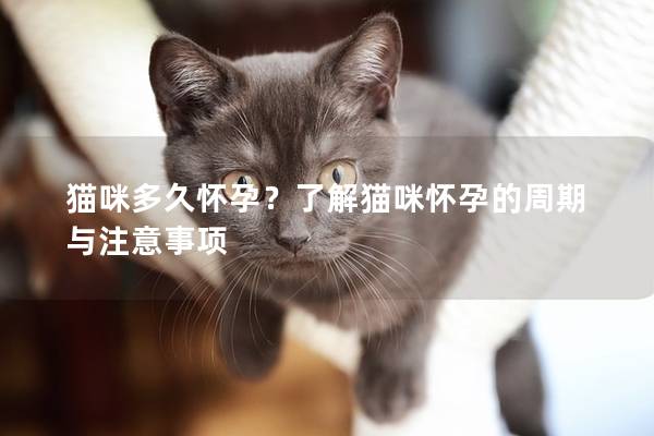 猫咪多久怀孕？了解猫咪怀孕的周期与注意事项