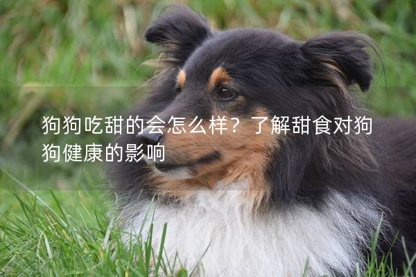 狗狗吃甜的会怎么样？了解甜食对狗狗健康的影响