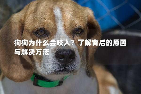 狗狗为什么会咬人？了解背后的原因与解决方法
