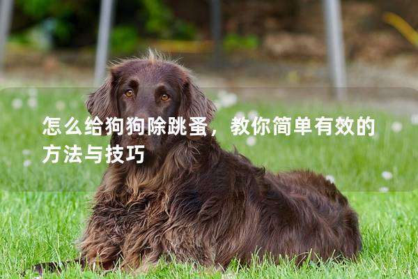 怎么给狗狗除跳蚤，教你简单有效的方法与技巧