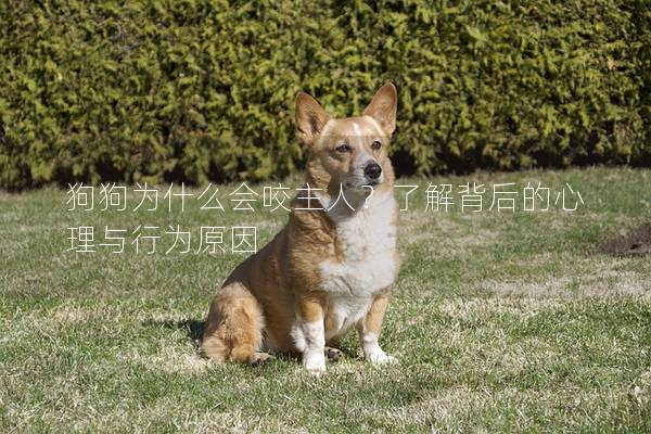 狗狗为什么会咬主人？了解背后的心理与行为原因
