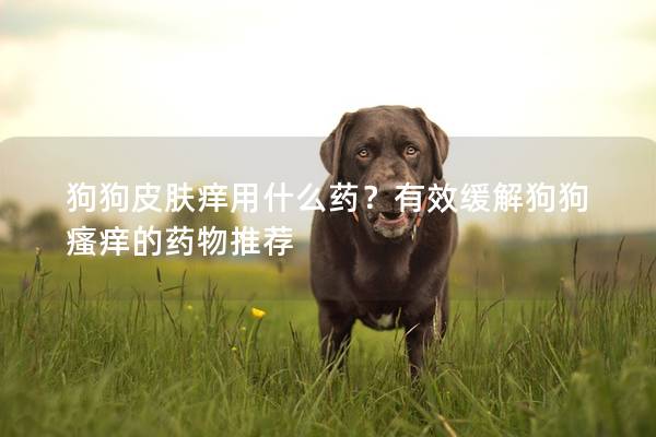 狗狗皮肤痒用什么药？有效缓解狗狗瘙痒的药物推荐