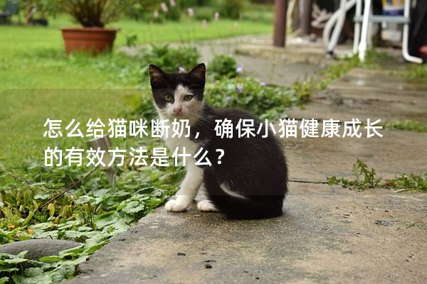 怎么给猫咪断奶，确保小猫健康成长的有效方法是什么？