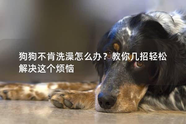 狗狗不肯洗澡怎么办？教你几招轻松解决这个烦恼