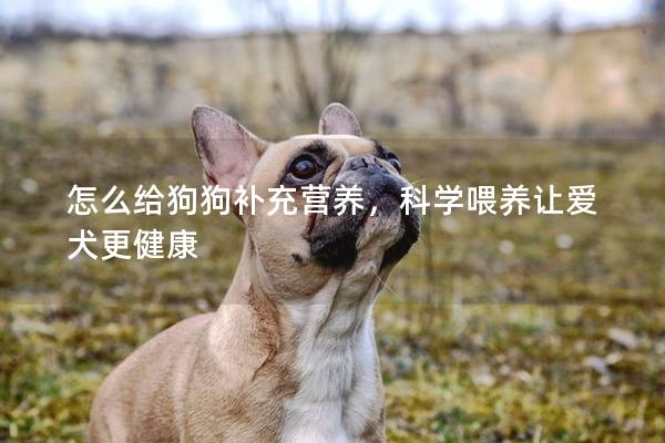 怎么给狗狗补充营养，科学喂养让爱犬更健康