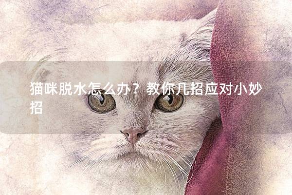 猫咪脱水怎么办？教你几招应对小妙招