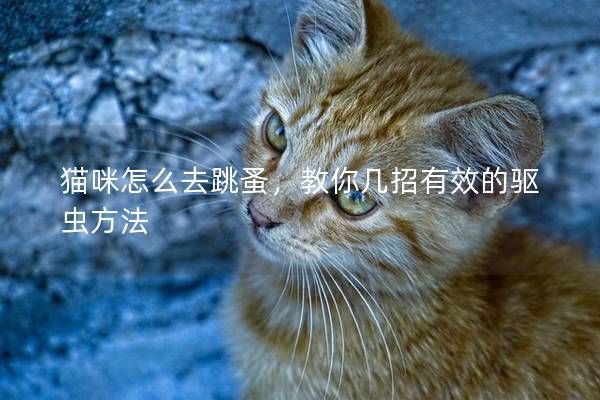 猫咪怎么去跳蚤，教你几招有效的驱虫方法