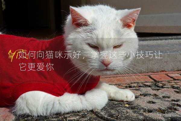 如何向猫咪示好，掌握这些小技巧让它更爱你