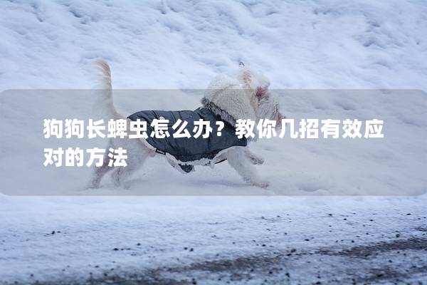 狗狗长蜱虫怎么办？教你几招有效应对的方法