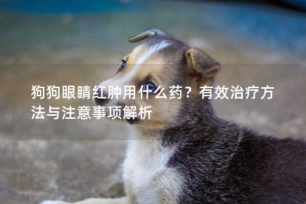 狗狗眼睛红肿用什么药？有效治疗方法与注意事项解析