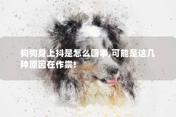 狗狗身上抖是怎么回事,可能是这几种原因在作祟!