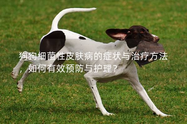 狗狗细菌性皮肤病的症状与治疗方法，如何有效预防与护理？