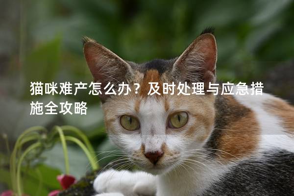 猫咪难产怎么办？及时处理与应急措施全攻略