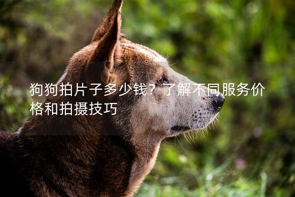 狗狗拍片子多少钱？了解不同服务价格和拍摄技巧