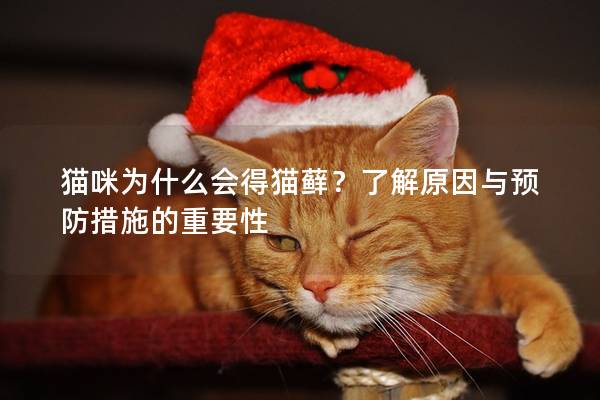 猫咪为什么会得猫藓？了解原因与预防措施的重要性