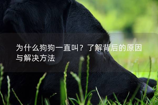 为什么狗狗一直叫？了解背后的原因与解决方法
