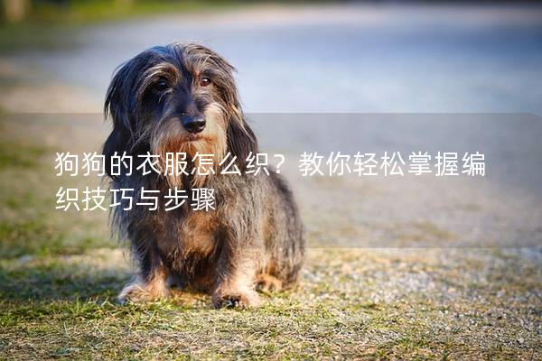 狗狗的衣服怎么织？教你轻松掌握编织技巧与步骤