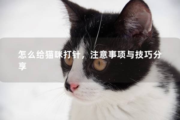 怎么给猫咪打针，注意事项与技巧分享