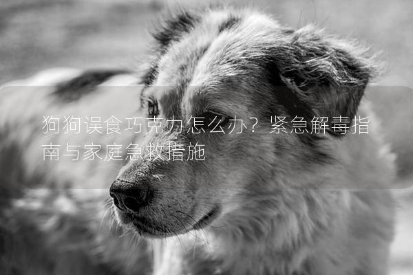 狗狗误食巧克力怎么办？紧急解毒指南与家庭急救措施