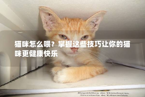 猫咪怎么喂？掌握这些技巧让你的猫咪更健康快乐