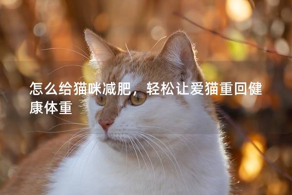 怎么给猫咪减肥，轻松让爱猫重回健康体重