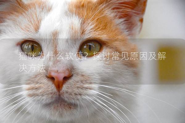 猫咪为什么软便？探讨常见原因及解决方法