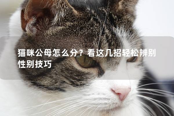 猫咪公母怎么分？看这几招轻松辨别性别技巧