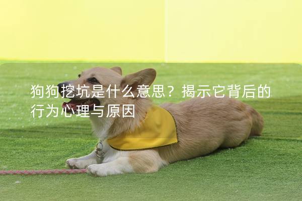 狗狗挖坑是什么意思？揭示它背后的行为心理与原因