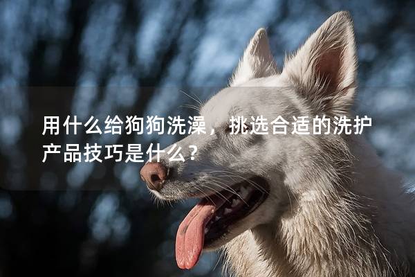 用什么给狗狗洗澡，挑选合适的洗护产品技巧是什么？