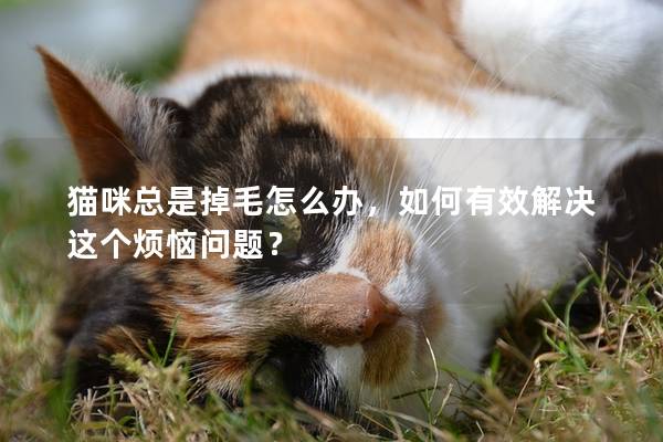 猫咪总是掉毛怎么办，如何有效解决这个烦恼问题？
