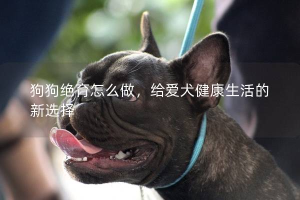 狗狗绝育怎么做，给爱犬健康生活的新选择