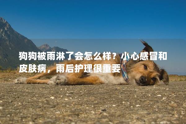 狗狗被雨淋了会怎么样？小心感冒和皮肤病，雨后护理很重要