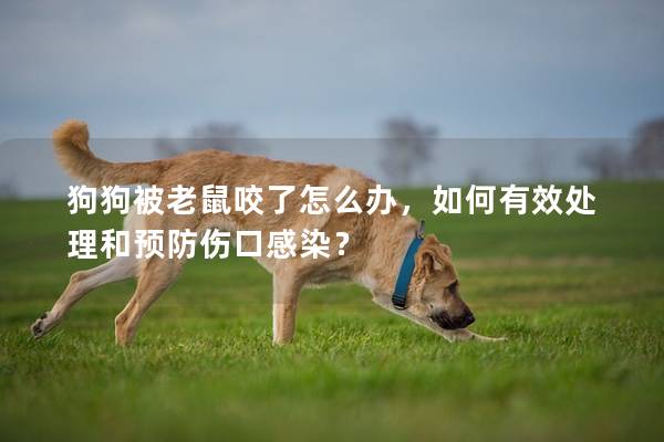 狗狗被老鼠咬了怎么办，如何有效处理和预防伤口感染？