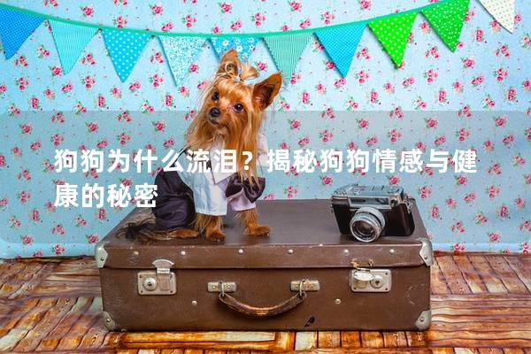 狗狗为什么流泪？揭秘狗狗情感与健康的秘密