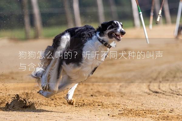狗狗怎么叫的？听听不同犬种的叫声与含义