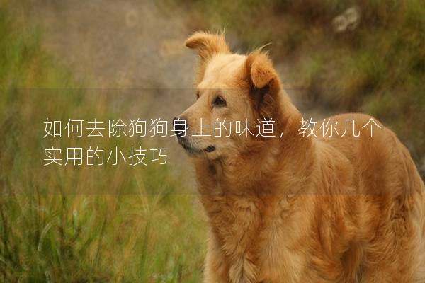 如何去除狗狗身上的味道，教你几个实用的小技巧