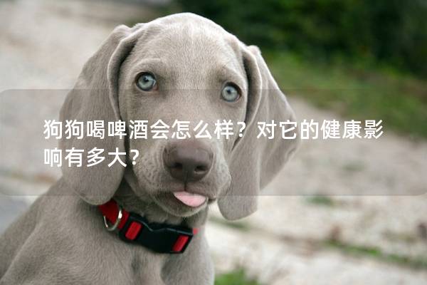 狗狗喝啤酒会怎么样？对它的健康影响有多大？