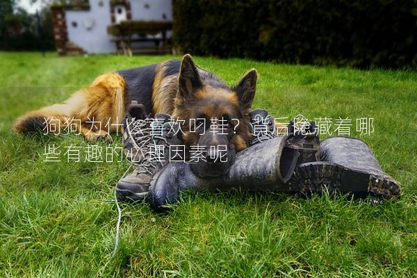 狗狗为什么喜欢叼鞋？背后隐藏着哪些有趣的心理因素呢