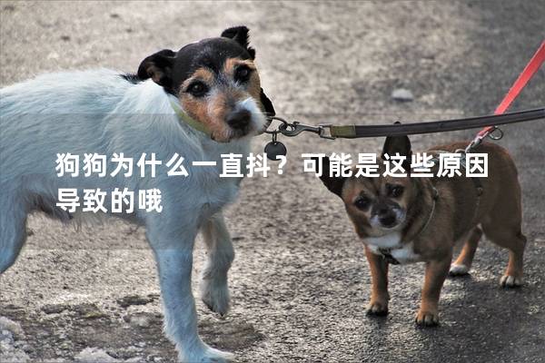 狗狗为什么一直抖？可能是这些原因导致的哦
