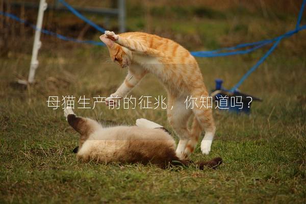 母猫生产前的征兆，你知道吗？