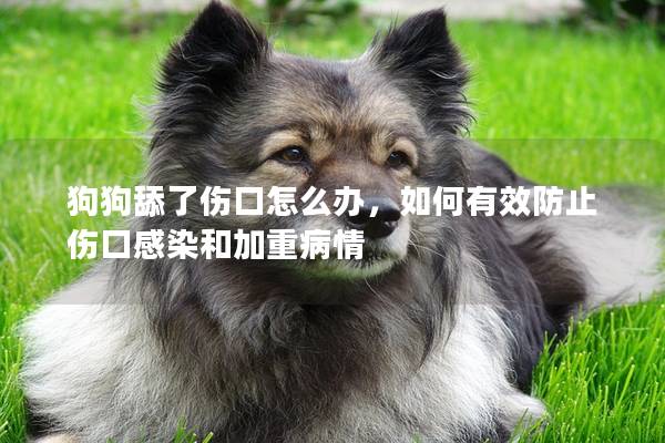 狗狗舔了伤口怎么办，如何有效防止伤口感染和加重病情