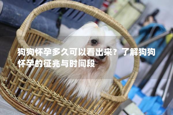 狗狗怀孕多久可以看出来？了解狗狗怀孕的征兆与时间段