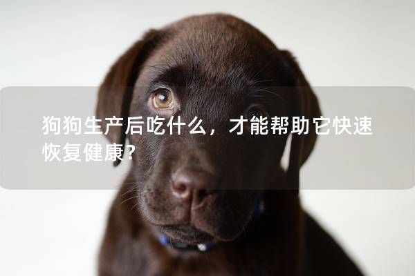 狗狗生产后吃什么，才能帮助它快速恢复健康？