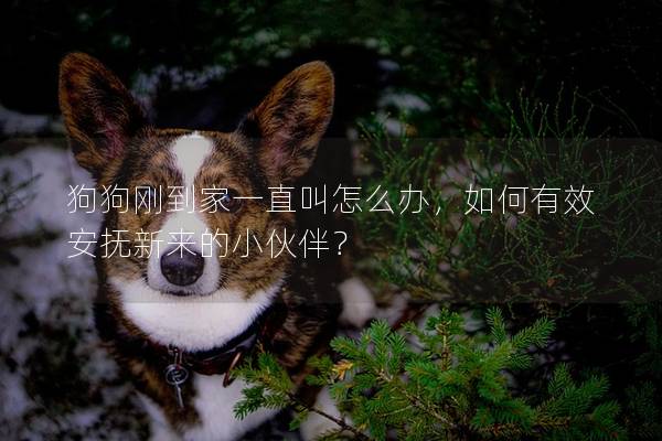 狗狗刚到家一直叫怎么办，如何有效安抚新来的小伙伴？