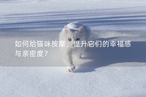 如何给猫咪按摩，提升它们的幸福感与亲密度？